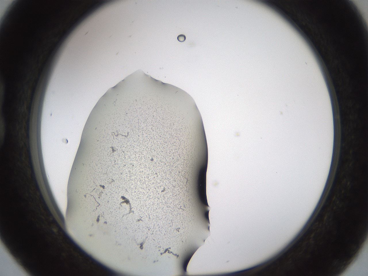 folderID259_plateID1259_batchID4130_wellNum16_profileID1_d1_r72775_ef.jpg