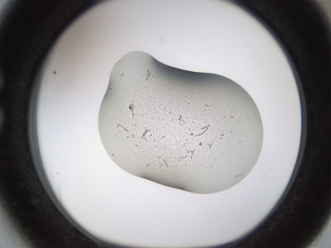 folderID259_plateID1259_batchID4130_wellNum27_profileID1_d1_r72786_ef.jpg