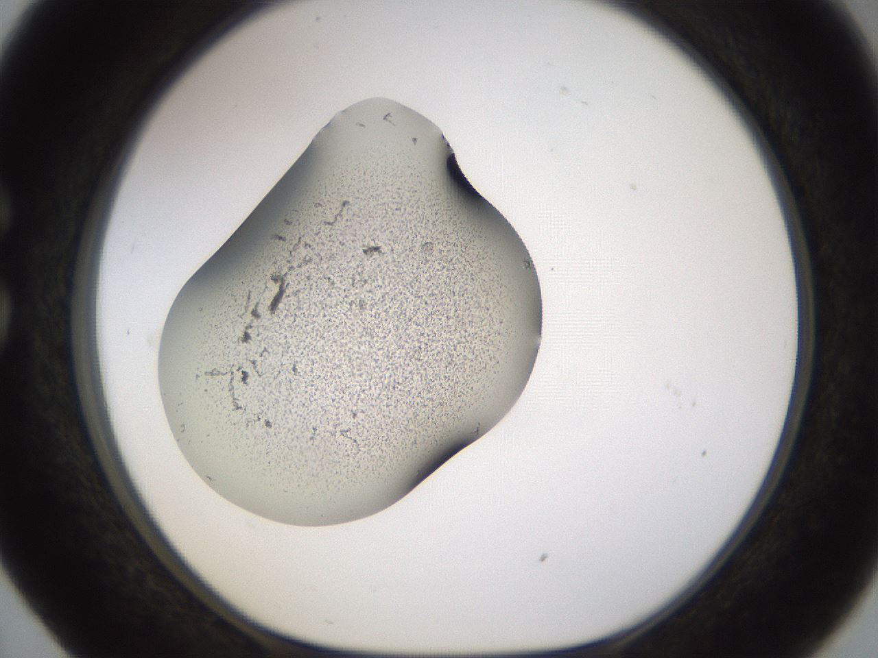 folderID259_plateID1259_batchID4130_wellNum29_profileID1_d1_r72788_ef.jpg