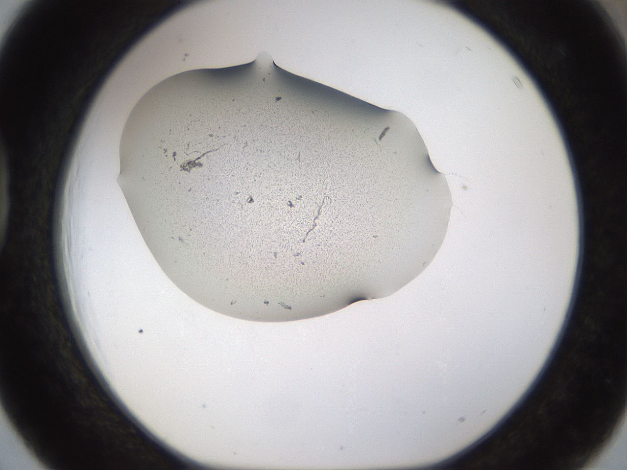 folderID259_plateID1259_batchID4130_wellNum39_profileID1_d1_r72798_ef.jpg