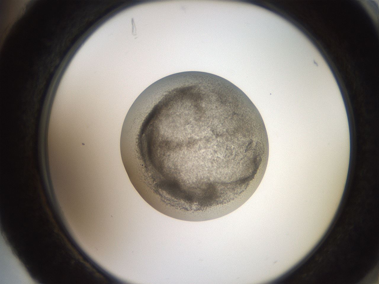 folderID257_plateID2257_batchID10332_wellNum88_profileID1_d2_r156785_ef.jpg