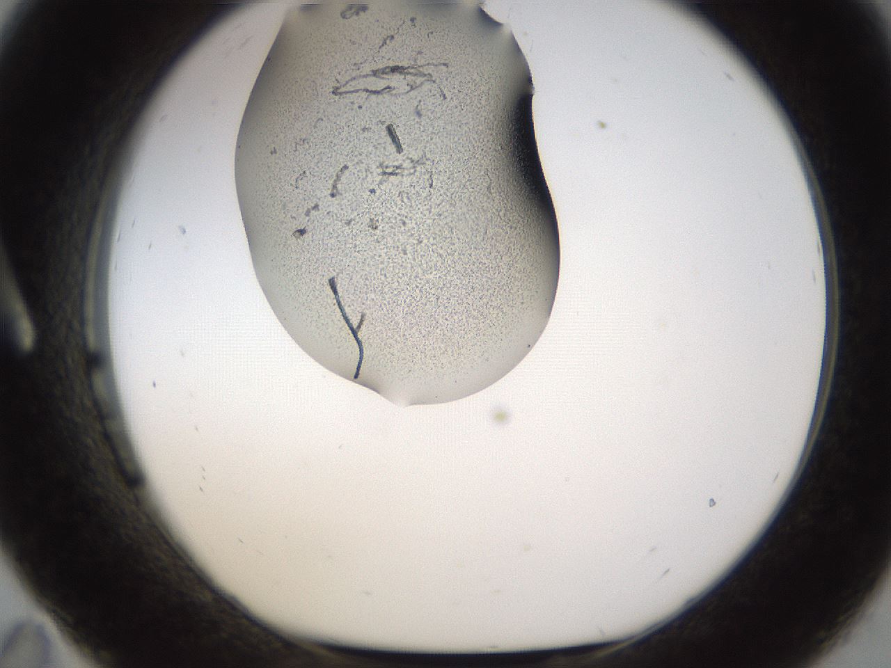folderID259_plateID1259_batchID4130_wellNum11_profileID1_d1_r72770_ef.jpg