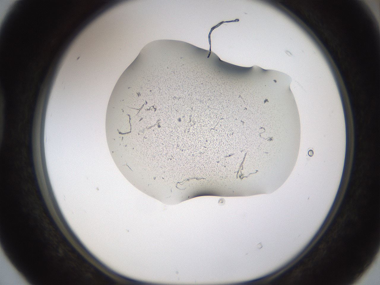 folderID259_plateID1259_batchID4130_wellNum40_profileID1_d1_r72799_ef.jpg