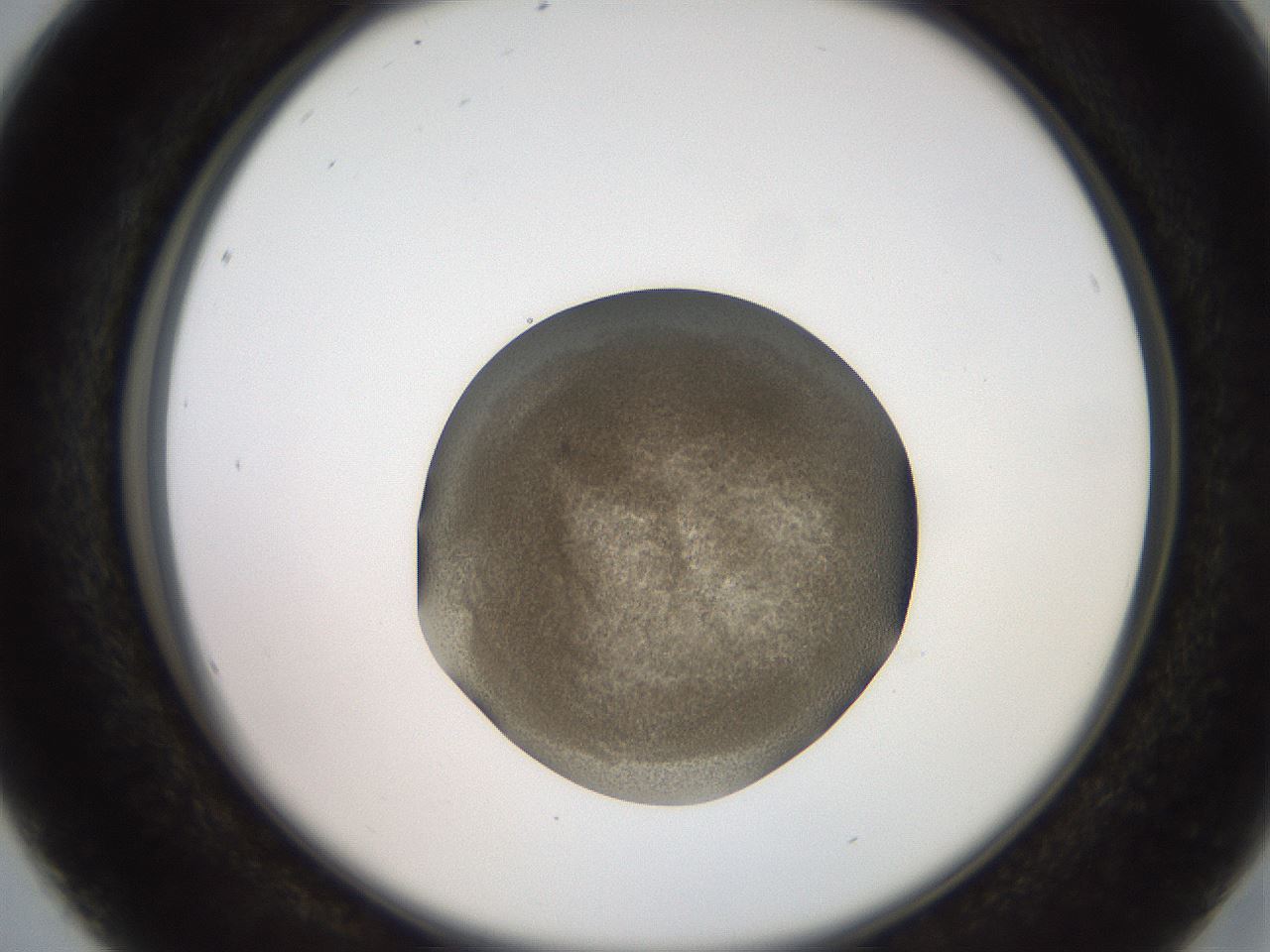 folderID259_plateID2259_batchID10335_wellNum16_profileID1_d2_r157217_ef.jpg