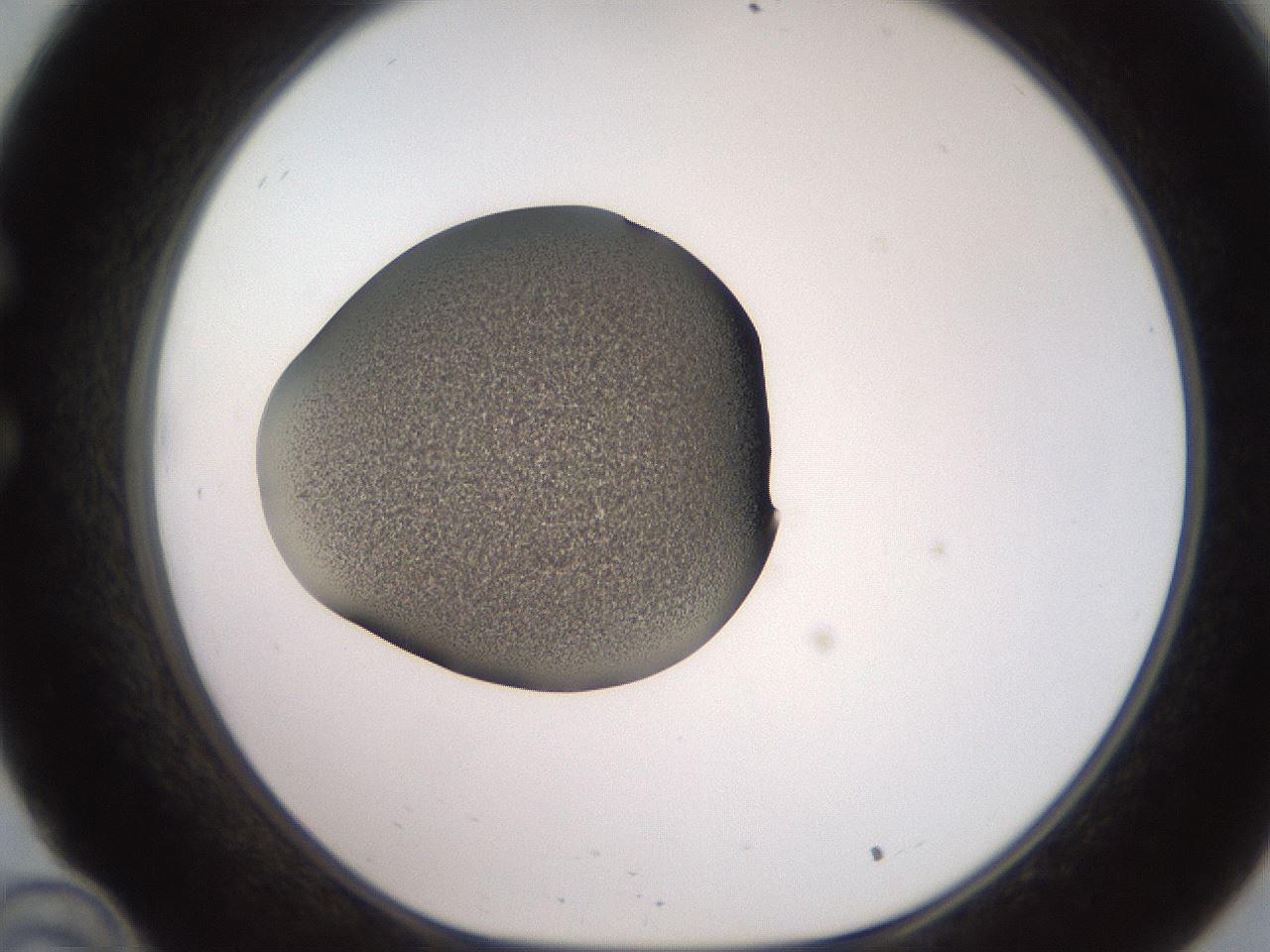 folderID259_plateID2259_batchID10335_wellNum34_profileID1_d1_r157252_ef.jpg