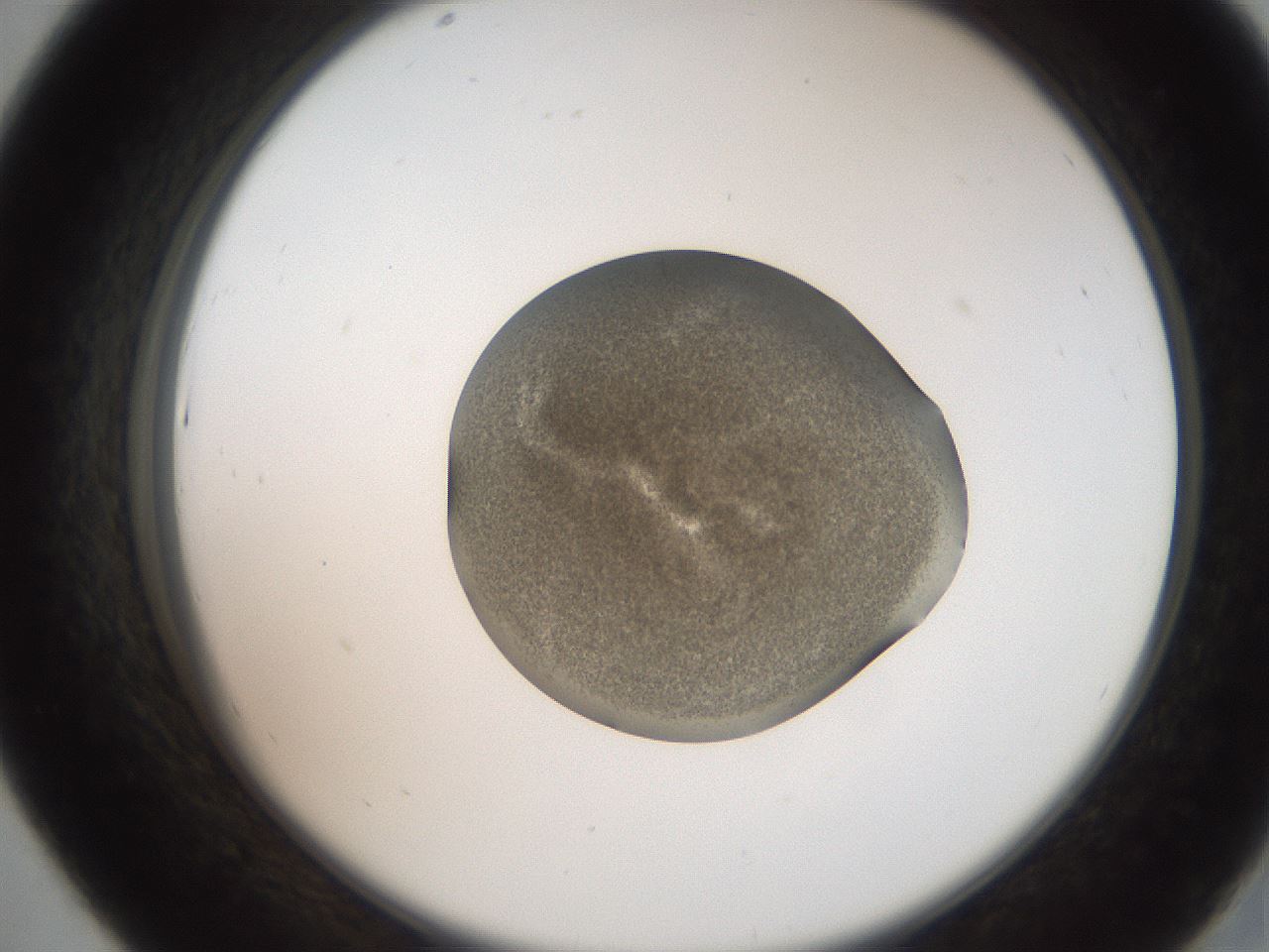folderID259_plateID2259_batchID10335_wellNum43_profileID1_d2_r157271_ef.jpg