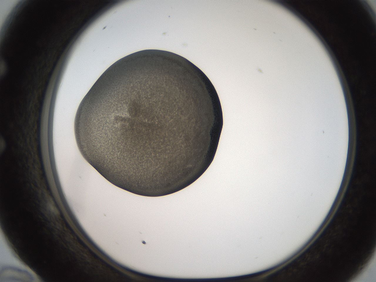 folderID259_plateID2259_batchID10335_wellNum58_profileID1_d1_r157300_ef.jpg