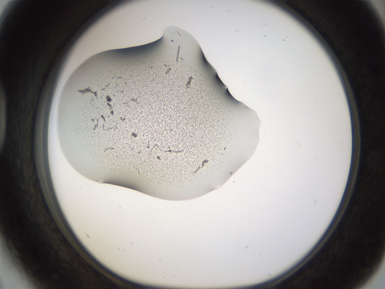 folderID259_plateID1259_batchID4130_wellNum41_profileID1_d1_r72800_ef.jpg