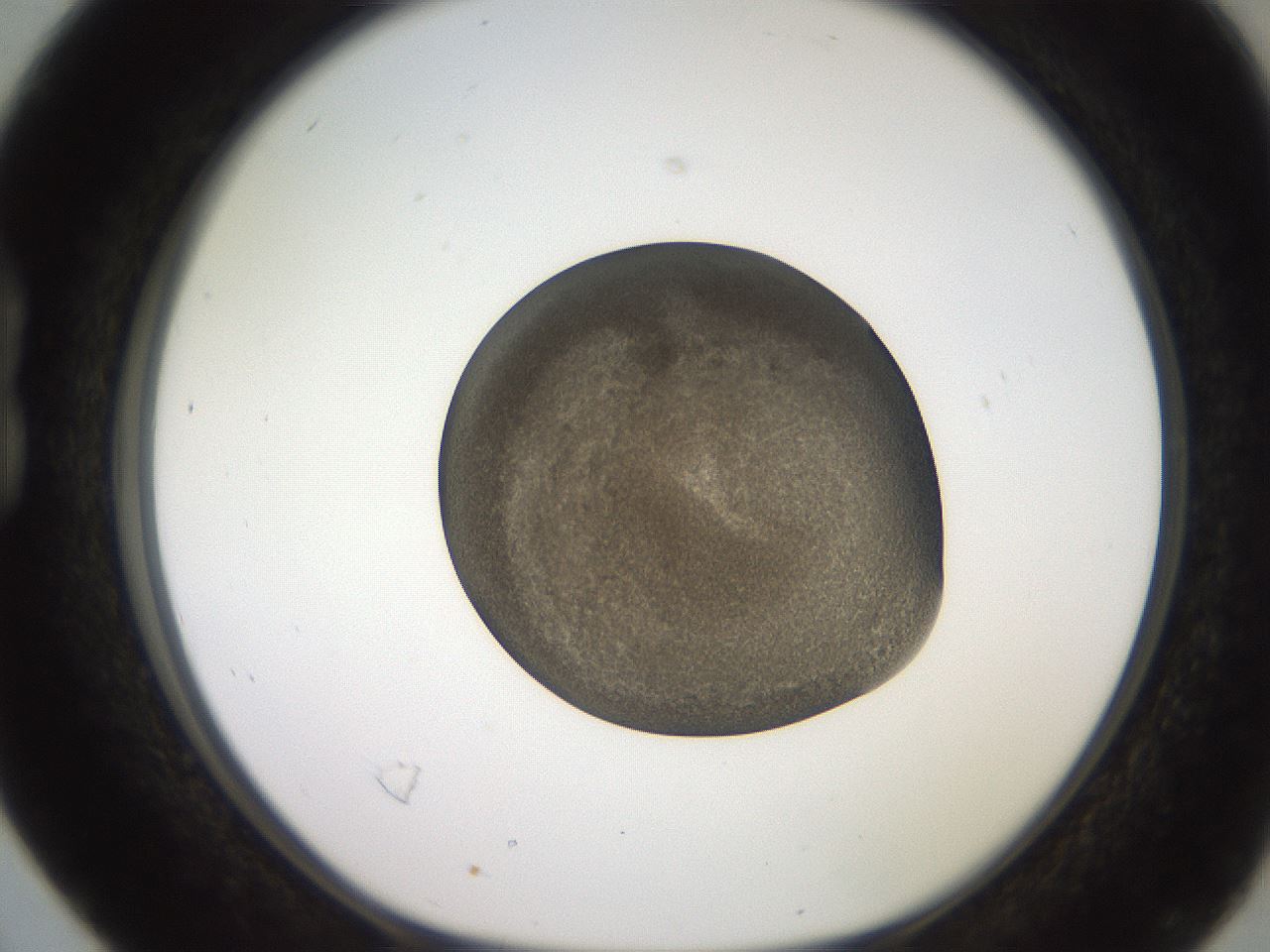 folderID259_plateID2259_batchID10335_wellNum16_profileID1_d1_r157216_ef.jpg