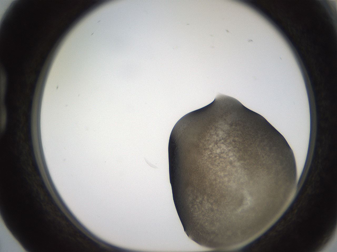 folderID259_plateID2259_batchID10335_wellNum17_profileID1_d1_r157218_ef.jpg