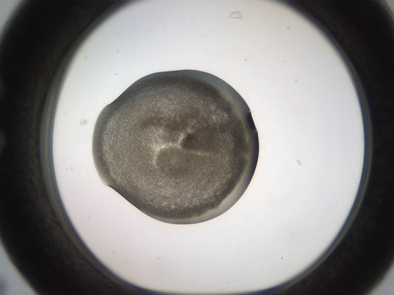 folderID259_plateID2259_batchID10335_wellNum31_profileID1_d1_r157246_ef.jpg