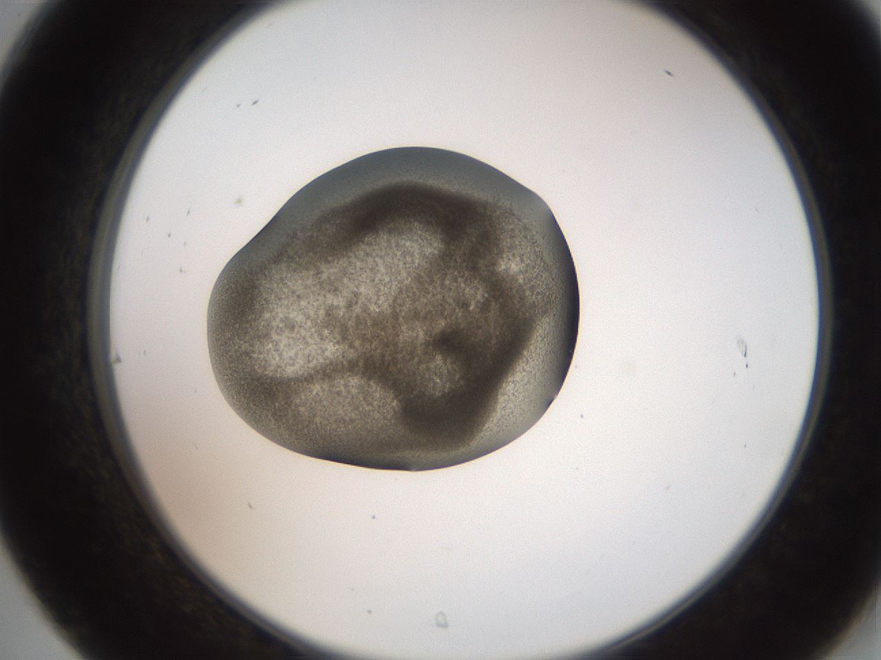 folderID259_plateID2259_batchID10335_wellNum31_profileID1_d2_r157247_ef.jpg