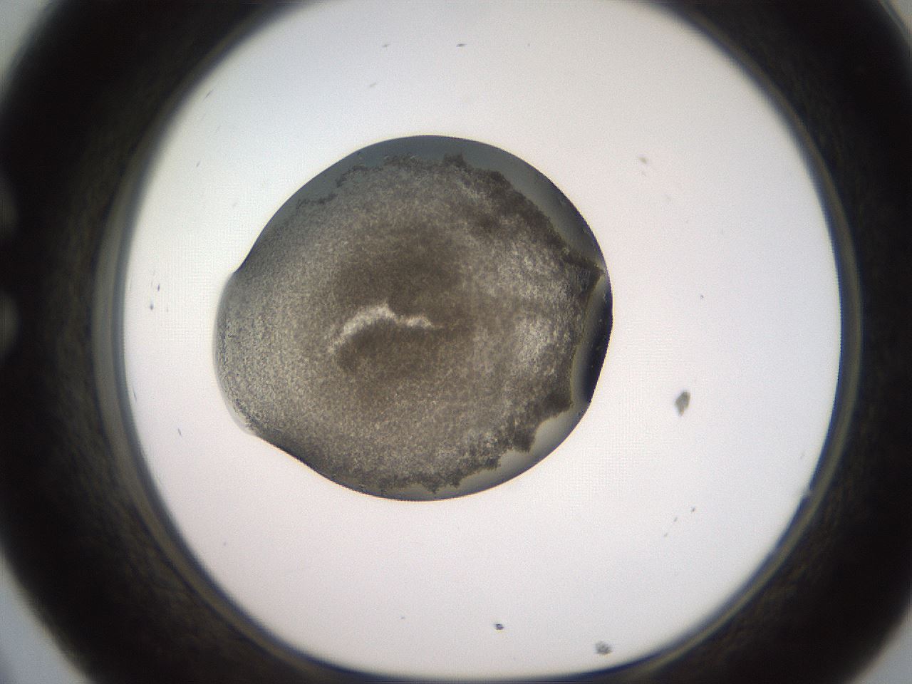 folderID259_plateID2259_batchID10335_wellNum32_profileID1_d1_r157248_ef.jpg