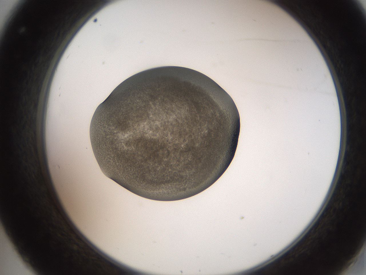 folderID259_plateID2259_batchID10335_wellNum32_profileID1_d2_r157249_ef.jpg