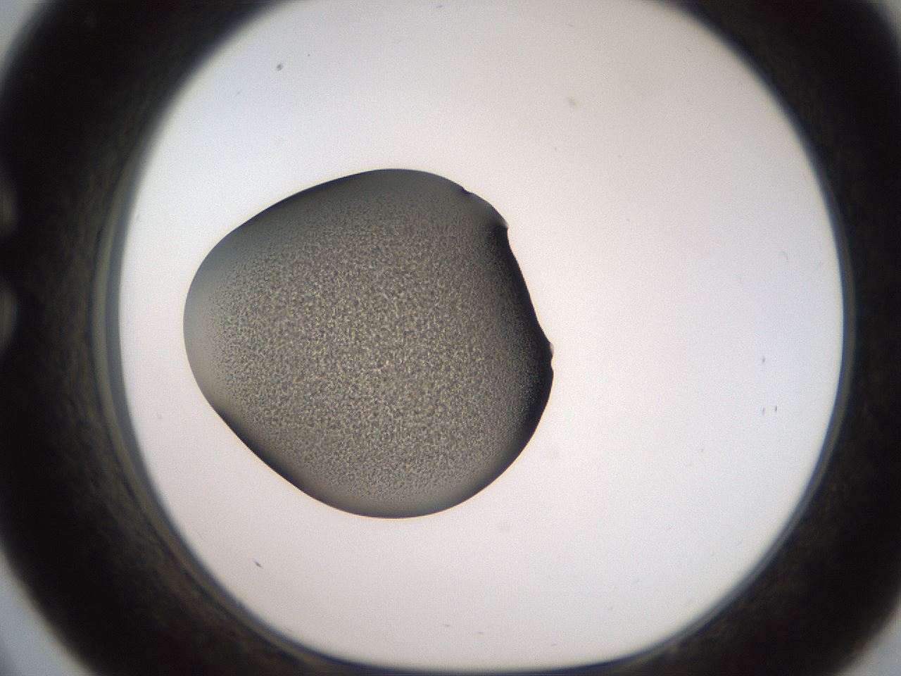 folderID259_plateID2259_batchID10335_wellNum33_profileID1_d1_r157250_ef.jpg
