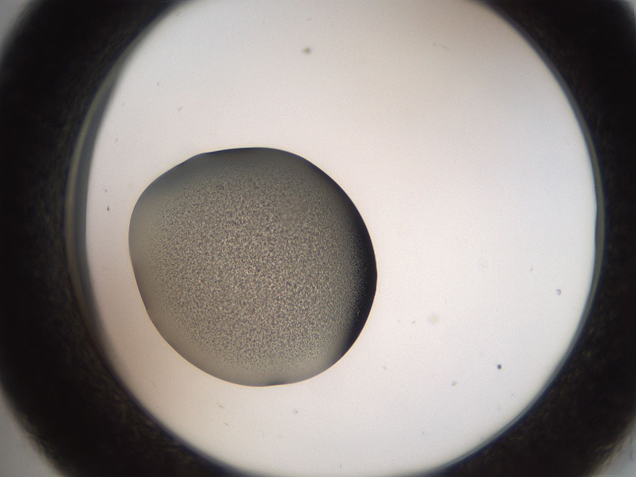 folderID259_plateID2259_batchID10335_wellNum33_profileID1_d2_r157251_ef.jpg