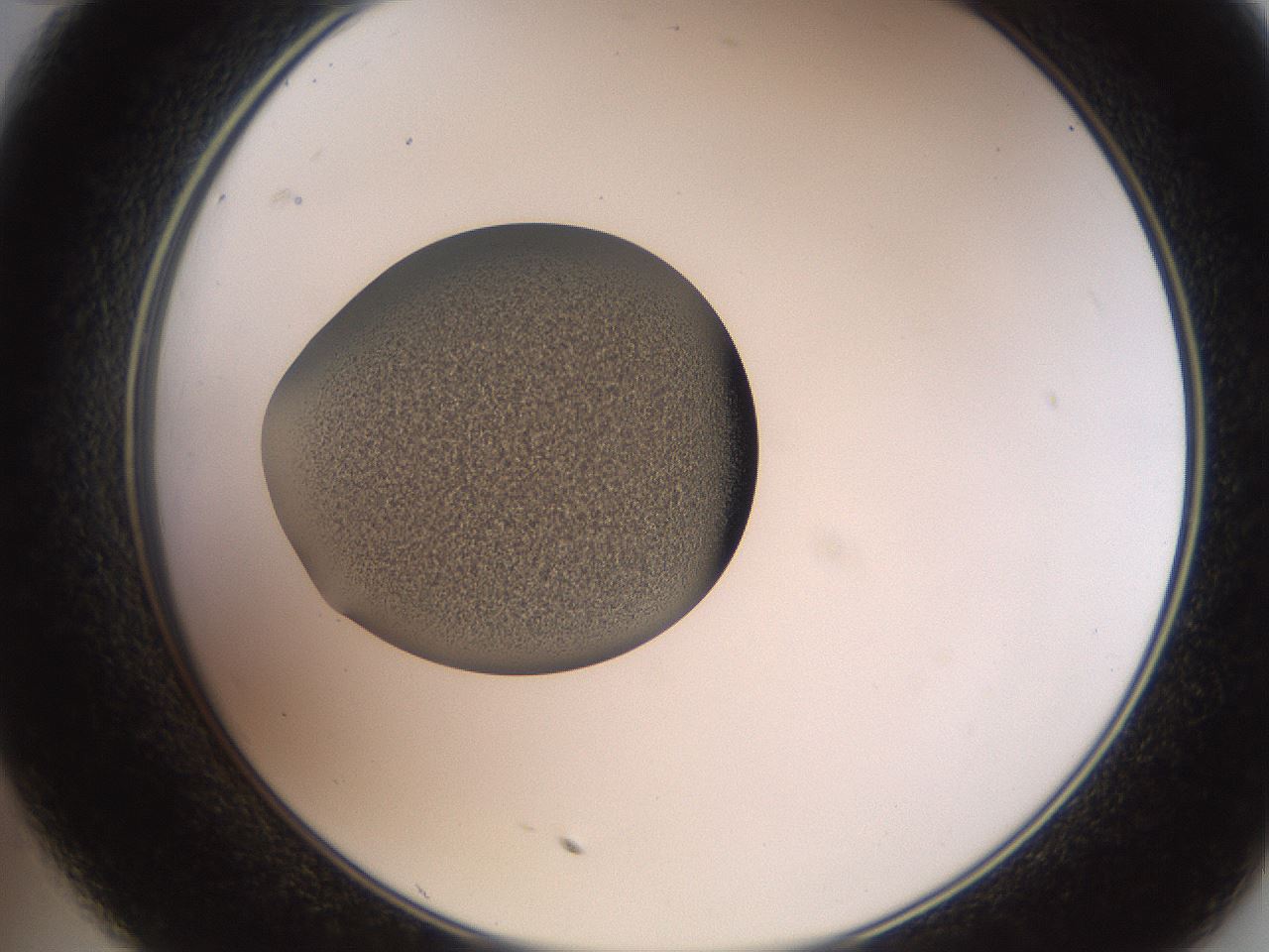 folderID259_plateID2259_batchID10335_wellNum35_profileID1_d2_r157255_ef.jpg