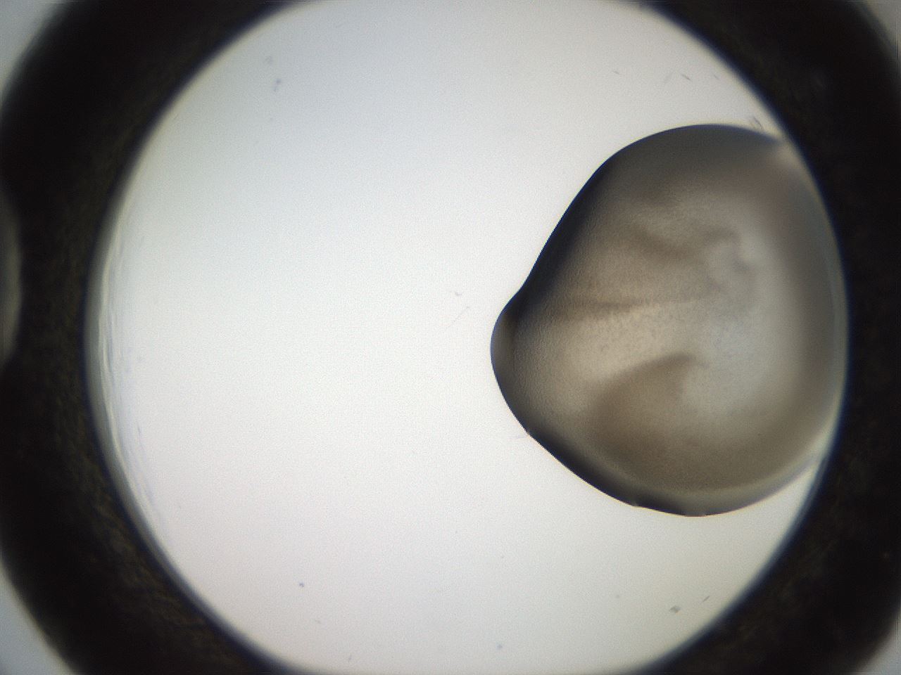 folderID259_plateID2259_batchID10335_wellNum39_profileID1_d1_r157262_ef.jpg