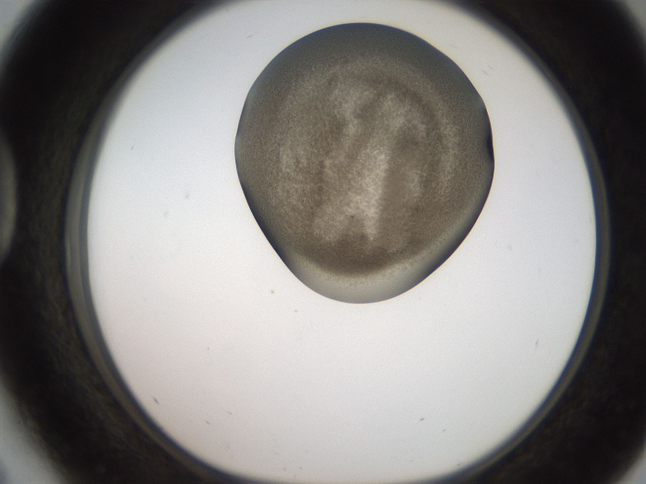 folderID259_plateID2259_batchID10335_wellNum41_profileID1_d1_r157266_ef.jpg