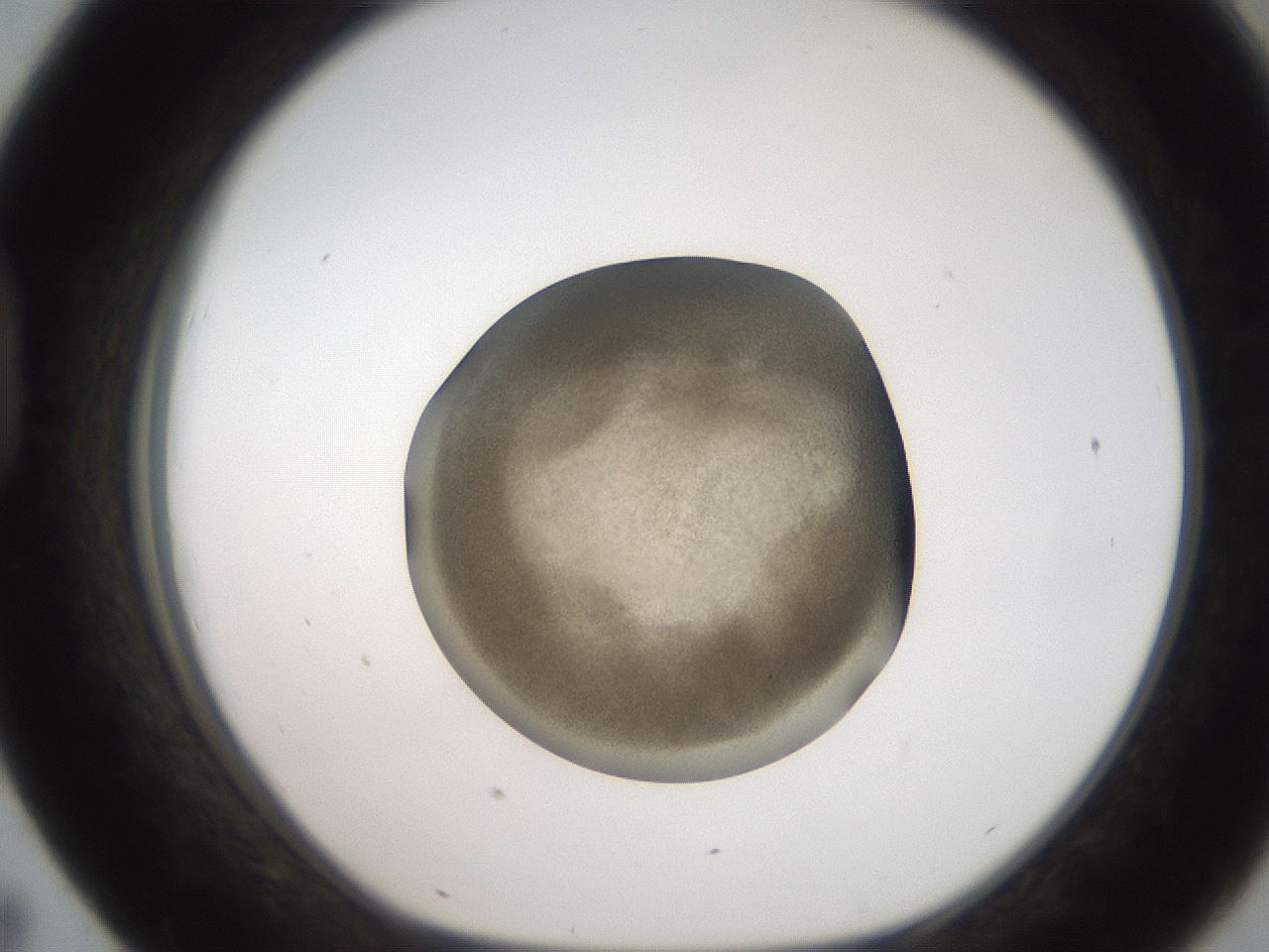 folderID259_plateID2259_batchID10335_wellNum43_profileID1_d1_r157270_ef.jpg