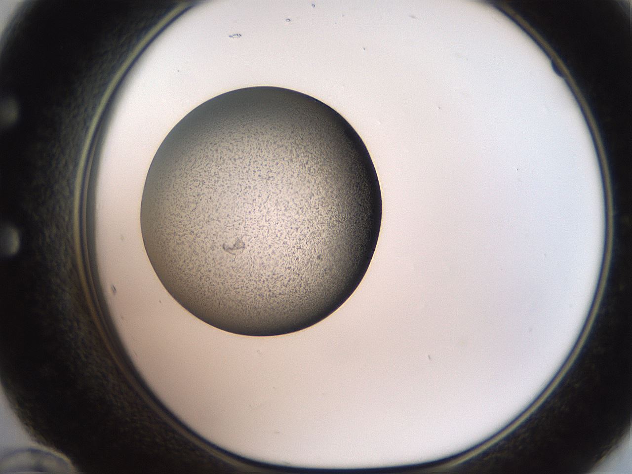 folderID259_plateID2259_batchID10335_wellNum60_profileID1_d1_r157304_ef.jpg