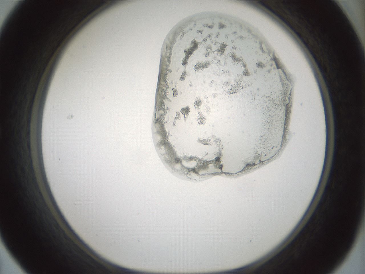 folderID264_plateID1264_batchID4189_wellNum31_profileID1_d1_r74548_ef.jpg