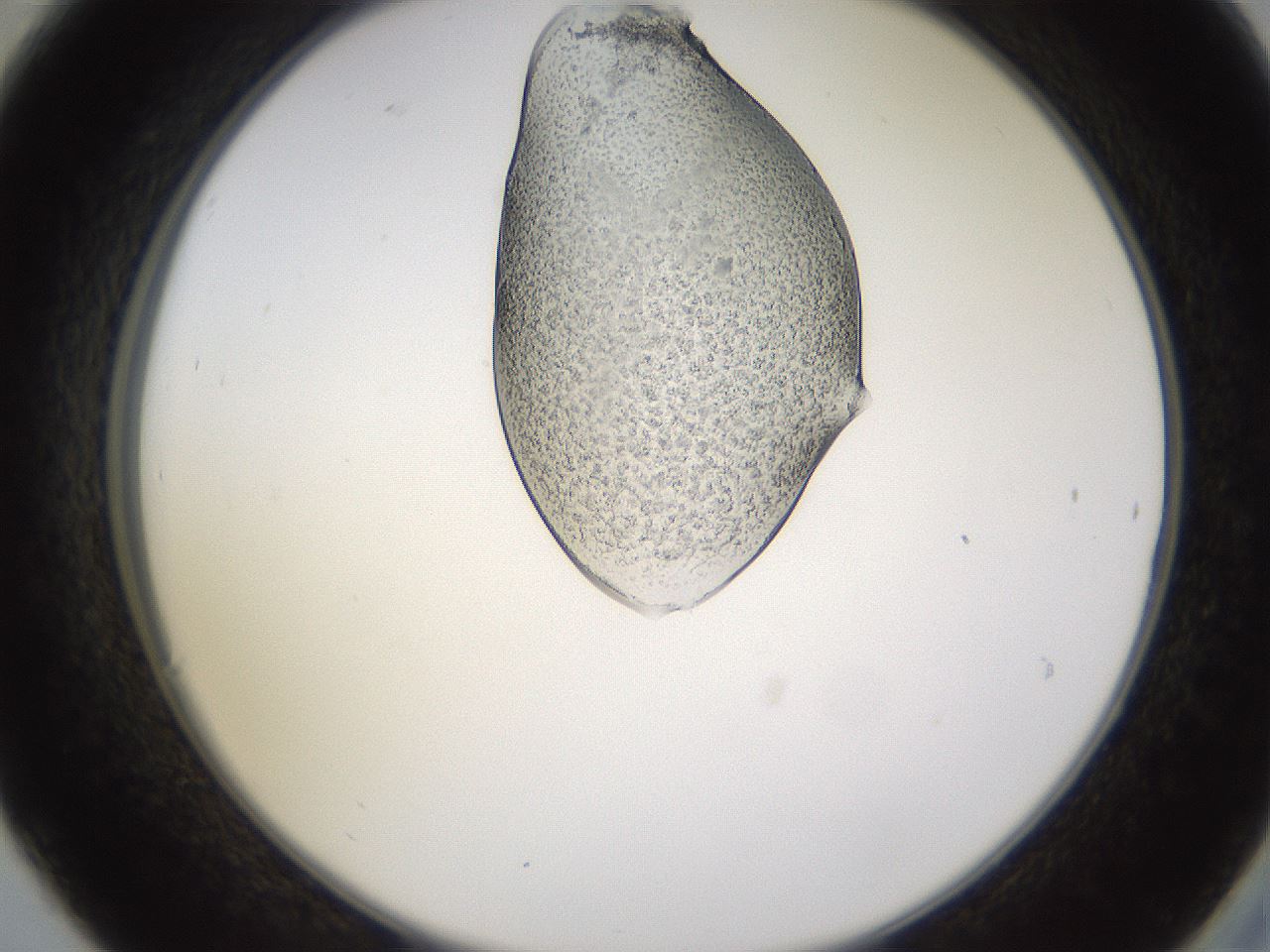 folderID269_plateID1269_batchID4165_wellNum30_profileID1_d2_r73203_ef.jpg