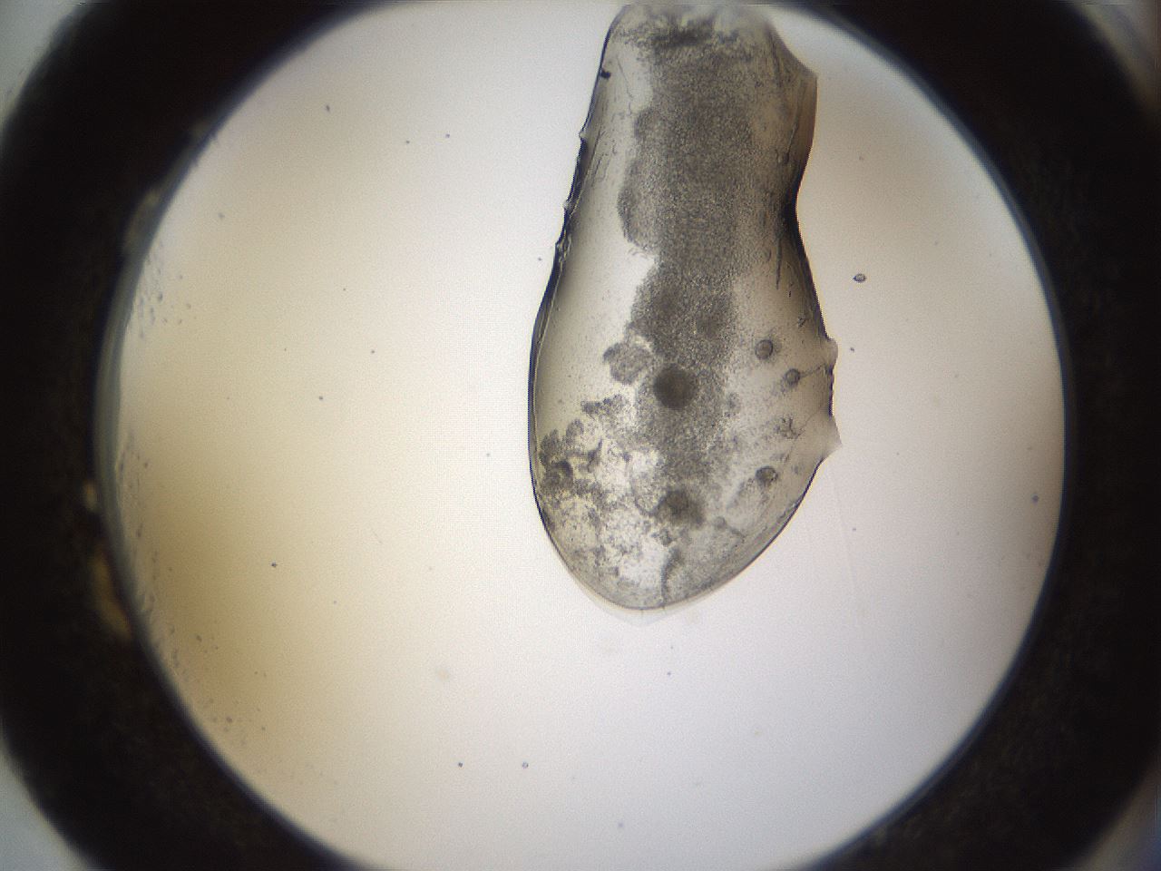 folderID272_plateID1272_batchID4170_wellNum87_profileID1_d2_r74853_ef.jpg
