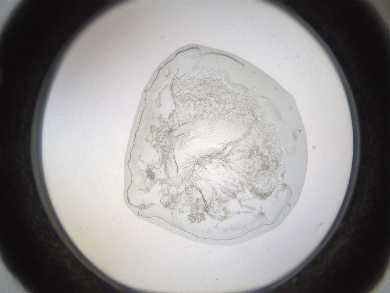 folderID273_plateID1273_batchID4173_wellNum52_profileID1_d1_r75550_ef.jpg