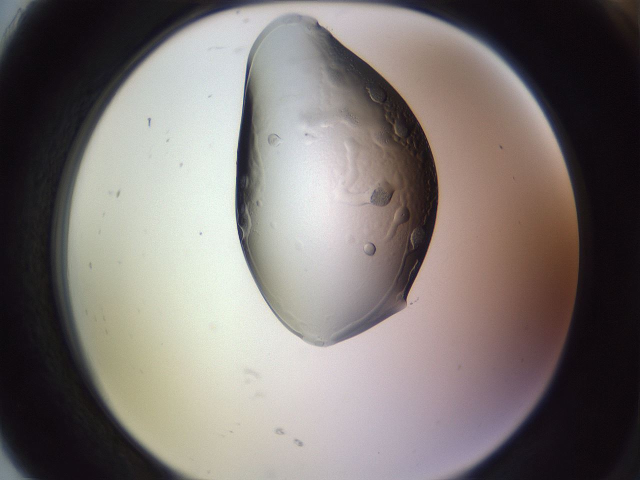 folderID276_plateID1276_batchID4164_wellNum91_profileID1_d2_r73133_ef.jpg