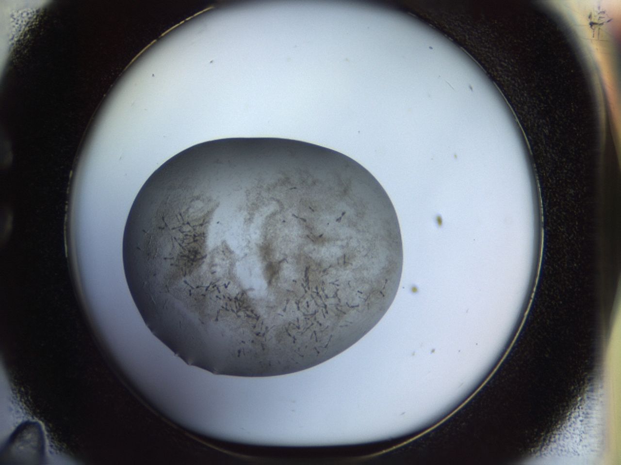 02or_C11_ImagerDefaults_6.jpg