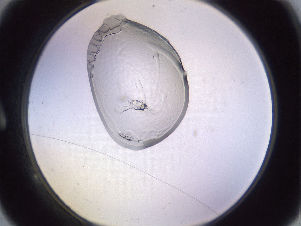 folderID277_plateID1277_batchID4166_wellNum9_profileID1_d1_r73544_ef.jpg