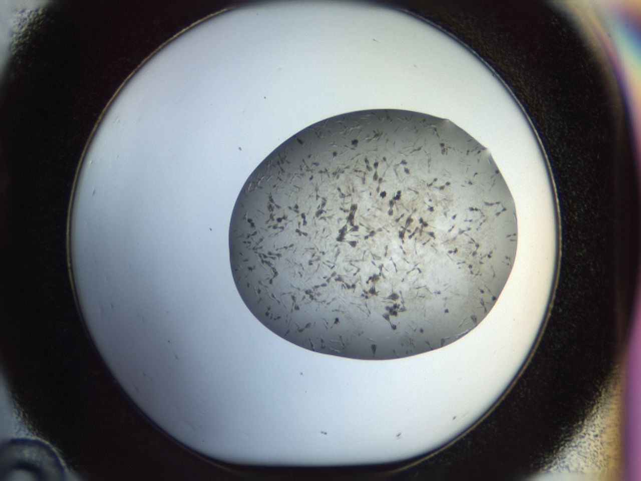 02or_D10_ImagerDefaults_7.jpg