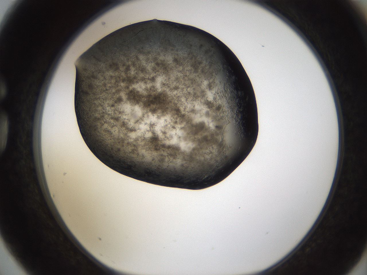 folderID283_plateID1283_batchID4264_wellNum75_profileID1_d1_r77058_ef.jpg