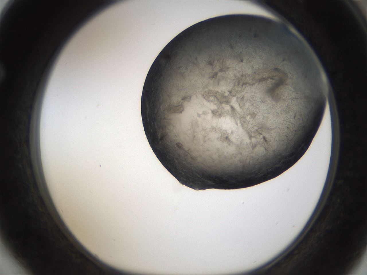 folderID284_plateID1284_batchID4265_wellNum64_profileID1_d1_r77143_ef.jpg