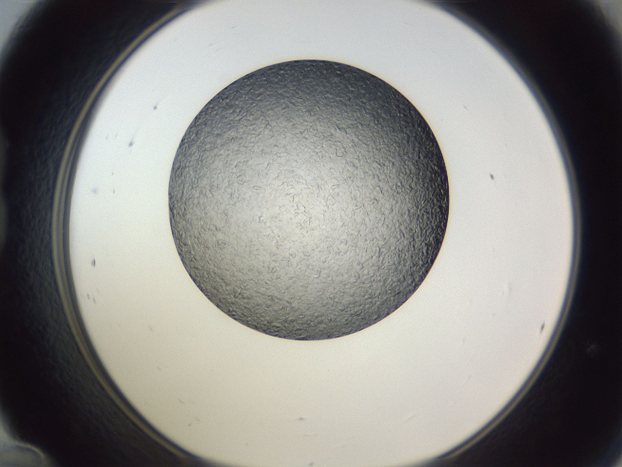 folderID345_plateID1345_batchID4696_wellNum24_profileID1_d1_r80982_ef.jpg
