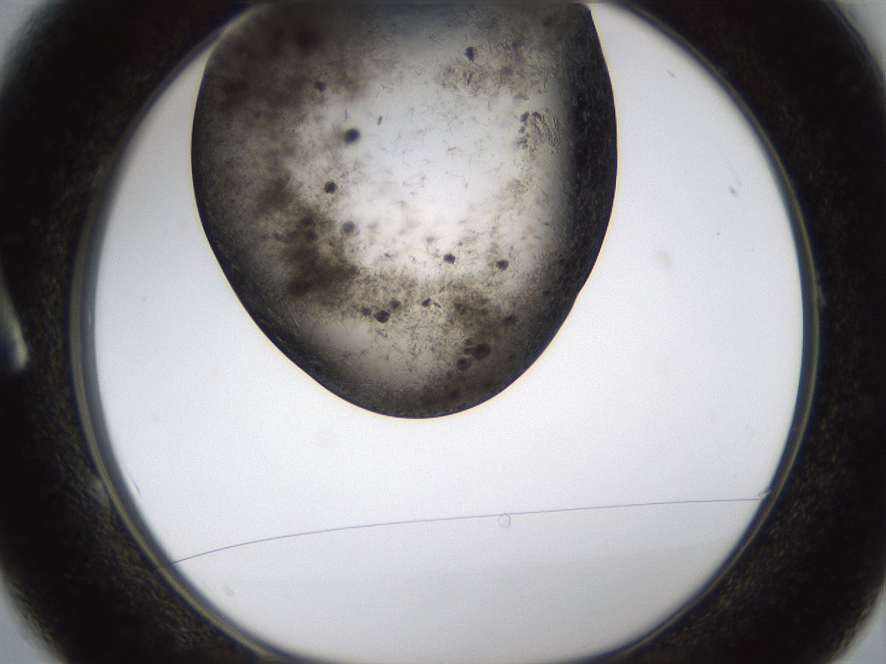 folderID360_plateID1360_batchID4724_wellNum1_profileID1_d1_r82480_ef.jpg