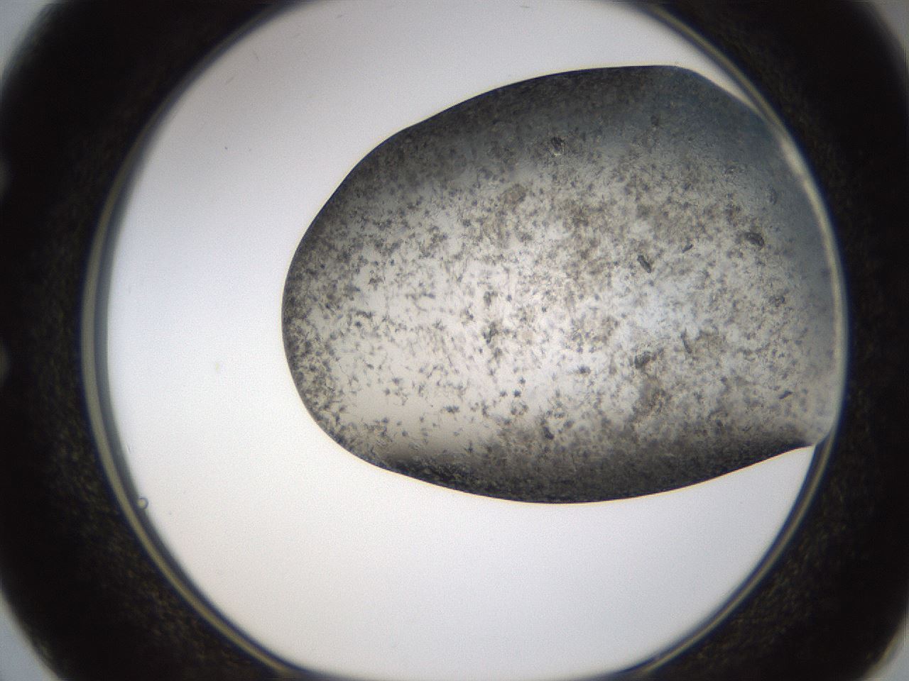 folderID360_plateID1360_batchID4724_wellNum50_profileID1_d1_r82529_ef.jpg