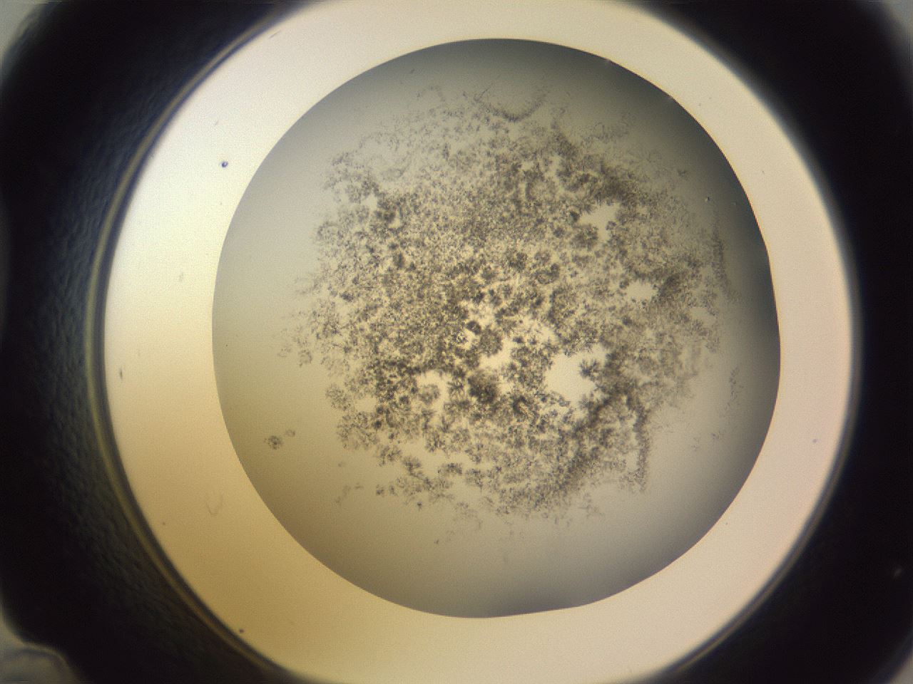 folderID366_plateID1366_batchID4730_wellNum48_profileID1_d1_r82911_ef.jpg
