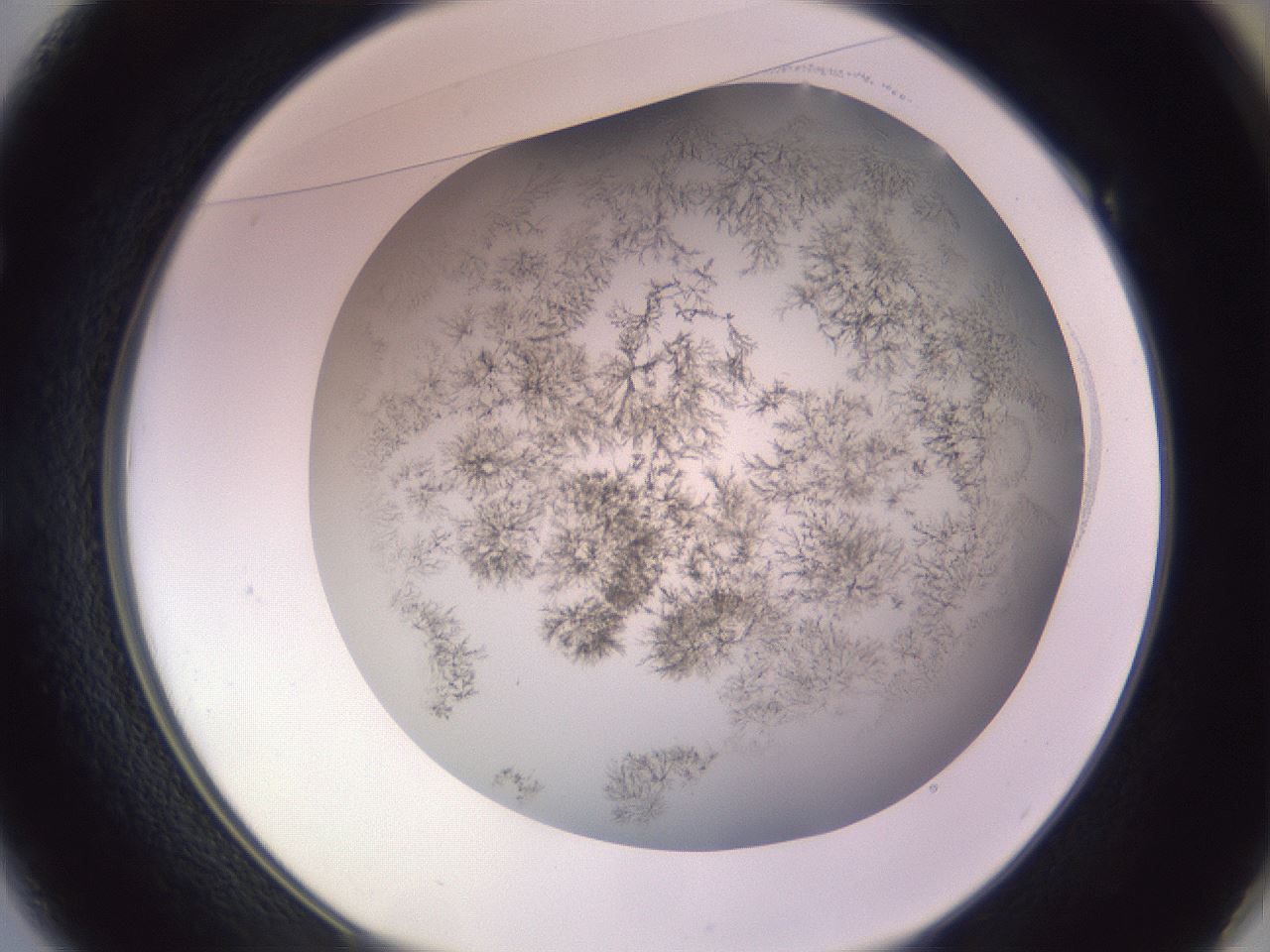 folderID366_plateID1366_batchID4730_wellNum49_profileID1_d1_r82912_ef.jpg