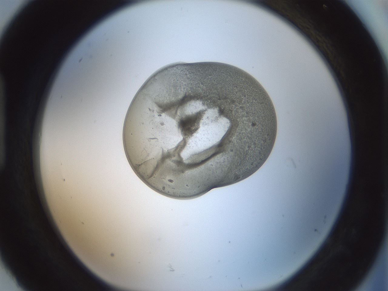 folderID377_plateID1377_batchID4965_wellNum92_profileID1_d1_r84011_ef.jpg