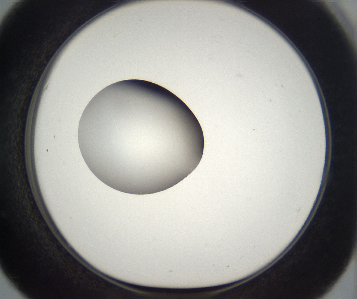folderID385_plateID2385_batchID11269_wellNum51_profileID1_d1_r176757_ef.jpg