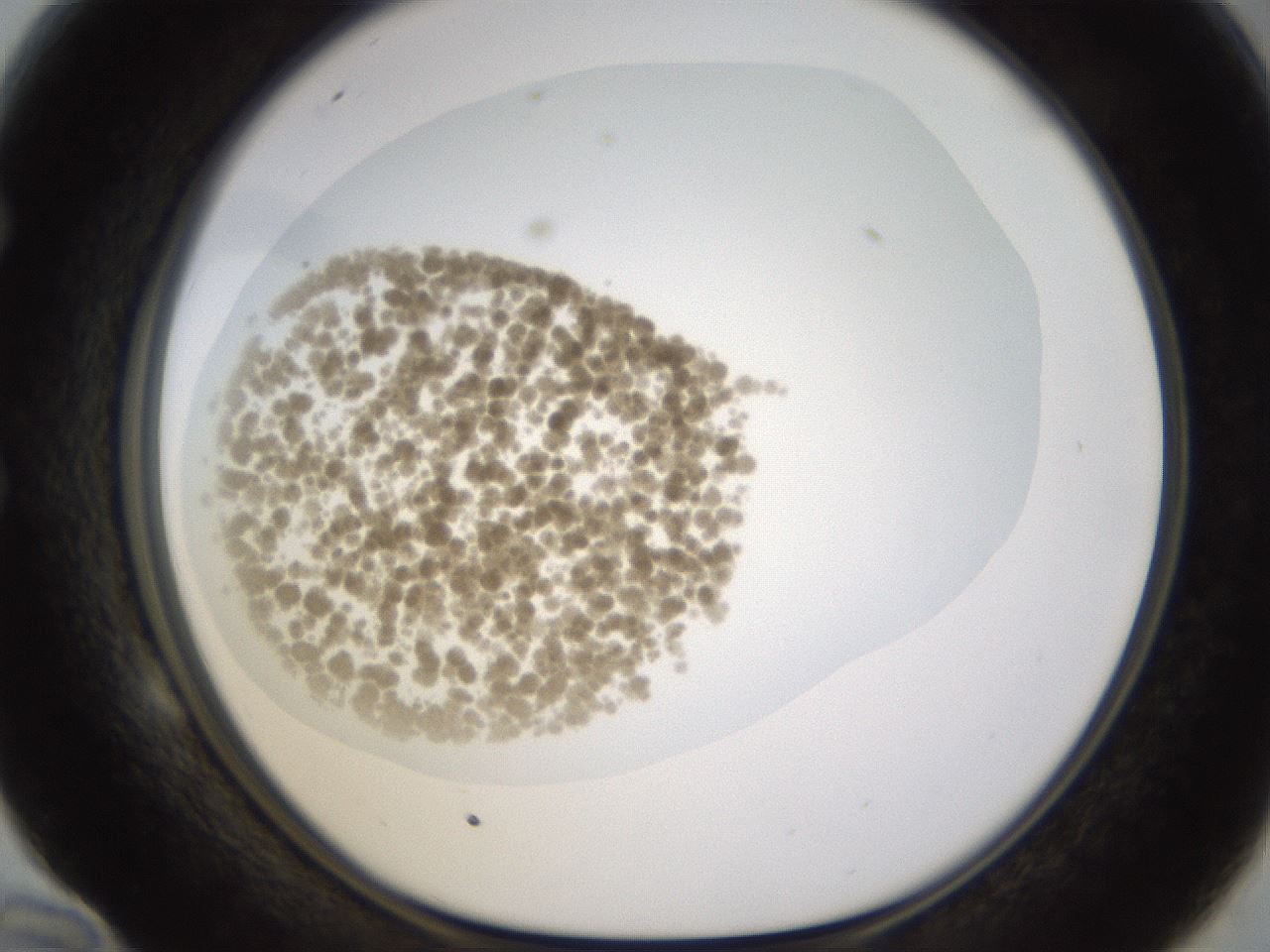 folderID432_plateID1432_batchID5439_wellNum58_profileID1_d1_r88075_ef.jpg