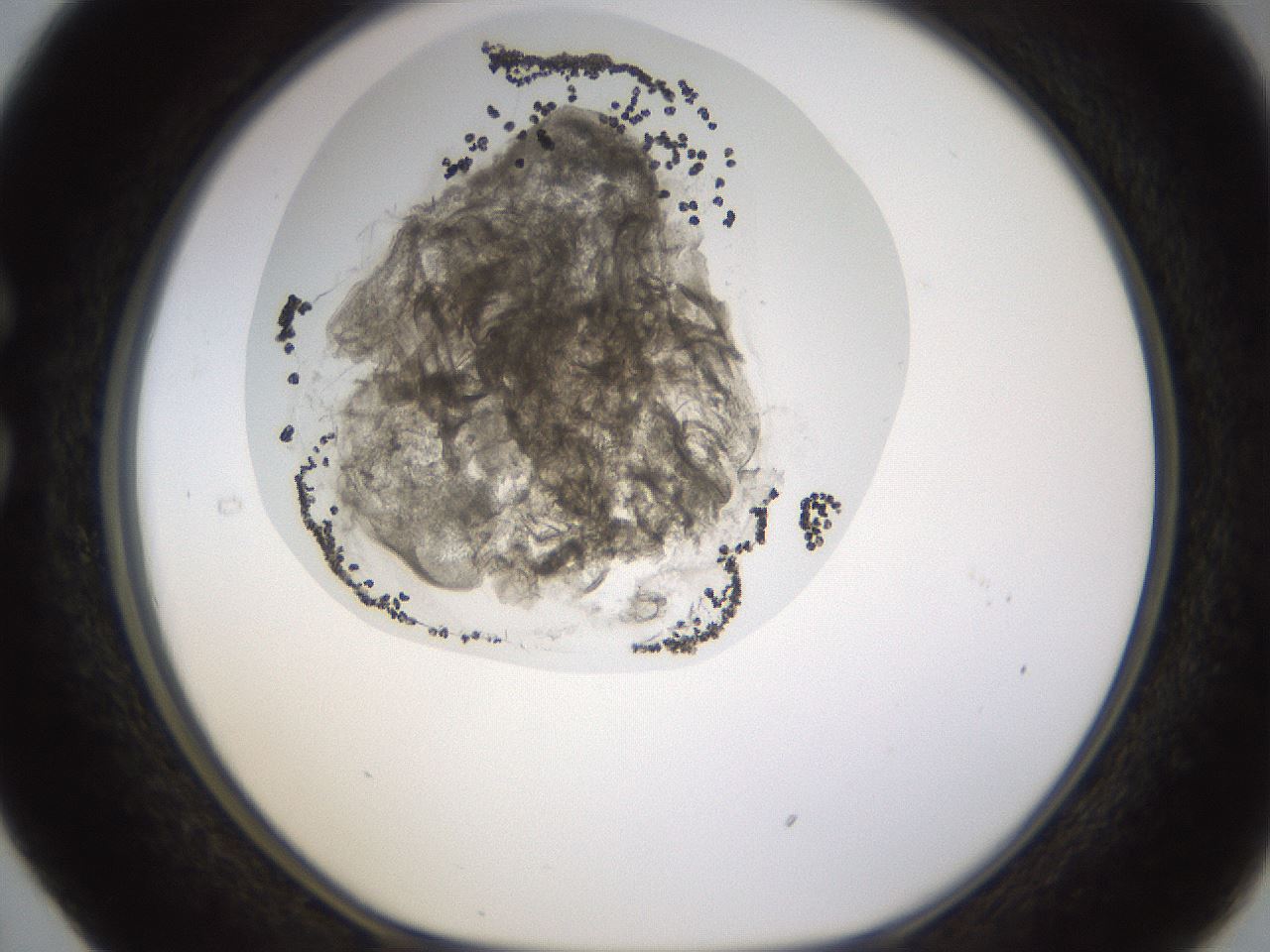 folderID437_plateID1437_batchID5444_wellNum29_profileID1_d1_r89745_ef.jpg