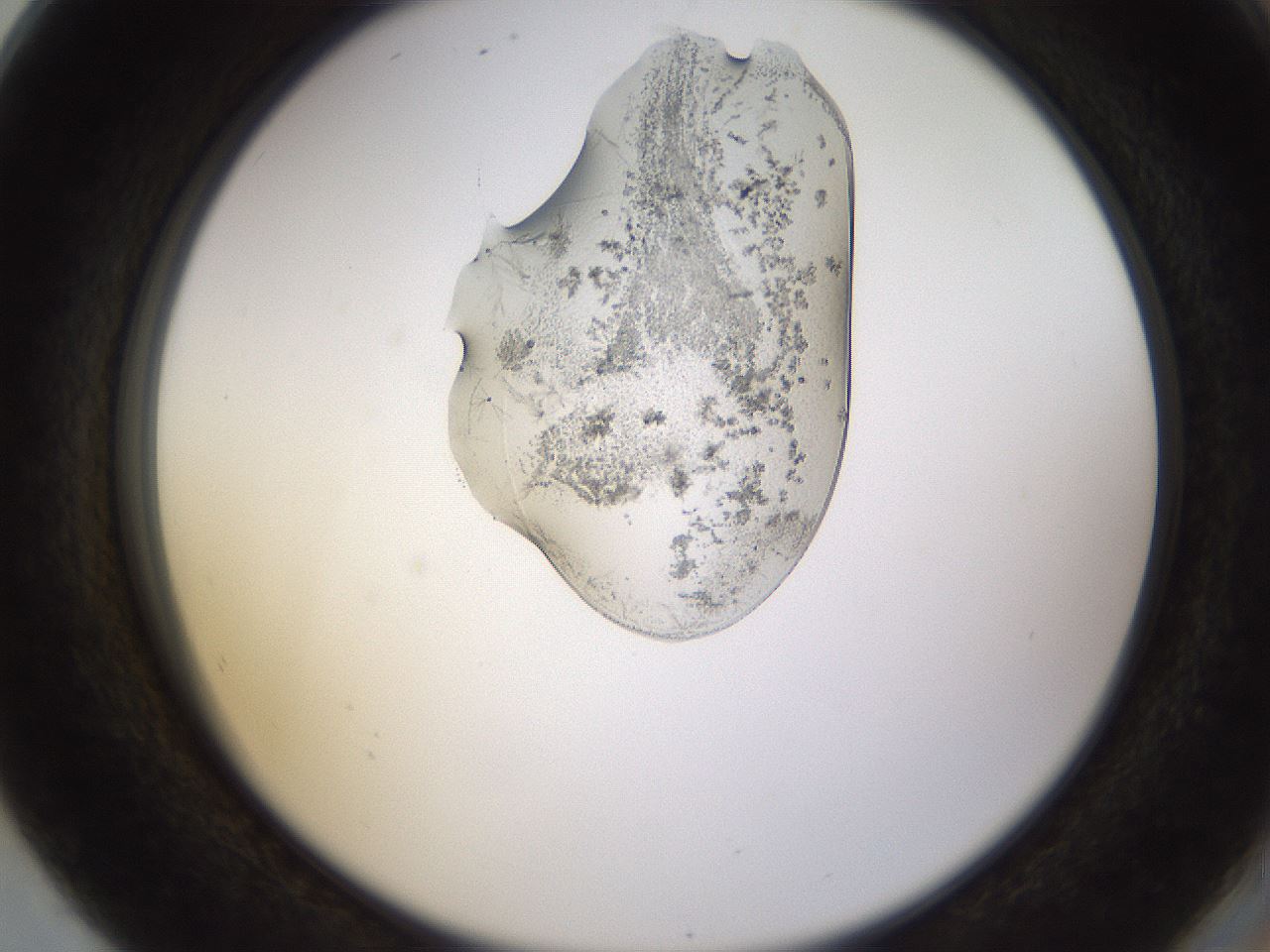 folderID440_plateID1440_batchID5495_wellNum80_profileID1_d2_r90523_ef.jpg