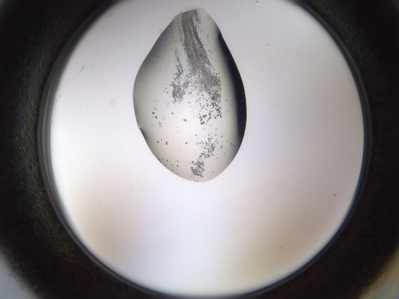 folderID446_plateID1446_batchID5500_wellNum92_profileID1_d2_r91507_ef.jpg