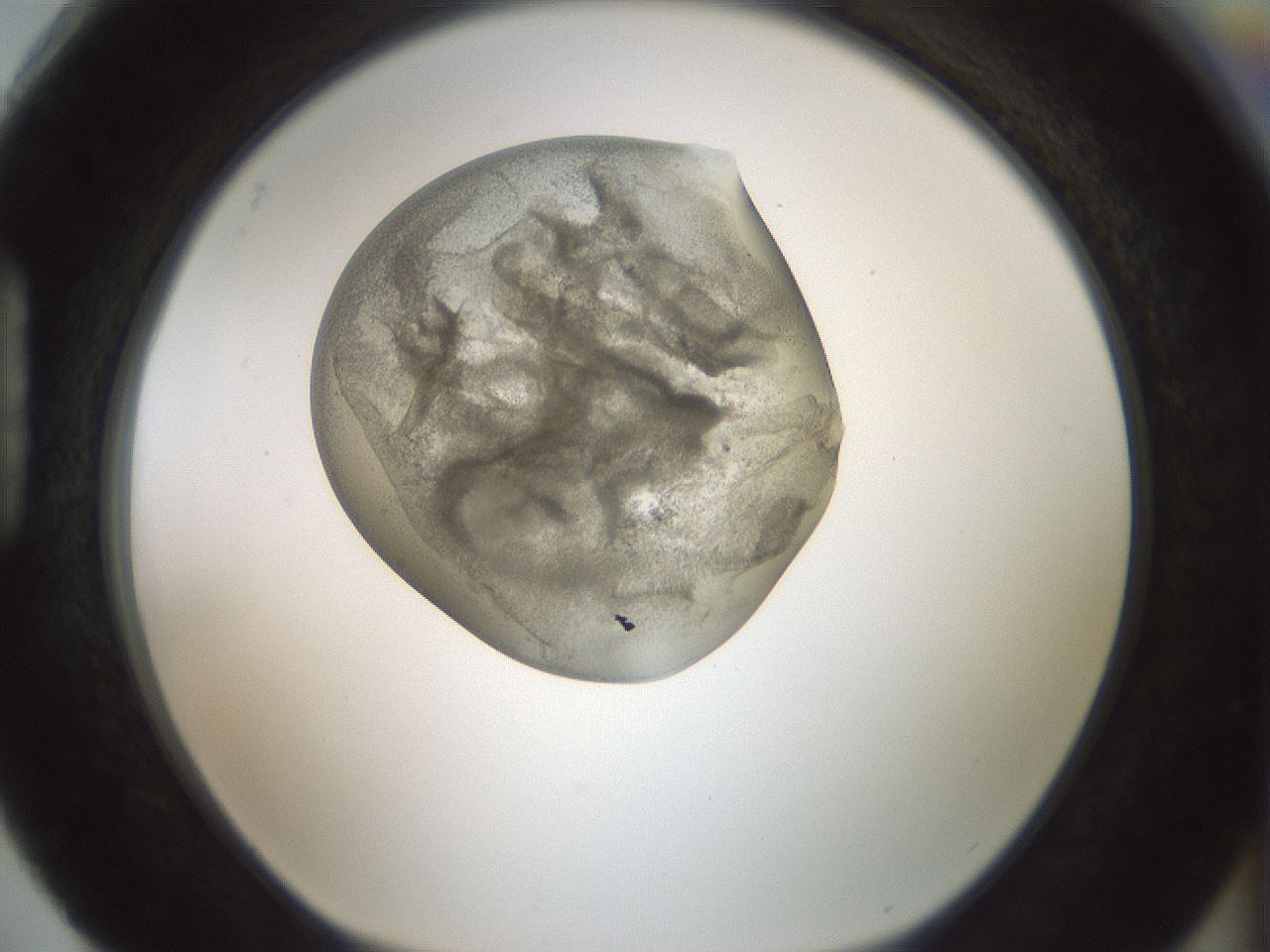 folderID181_plateID1181_batchID3370_wellNum88_profileID1_d1_r65878_ef.jpg