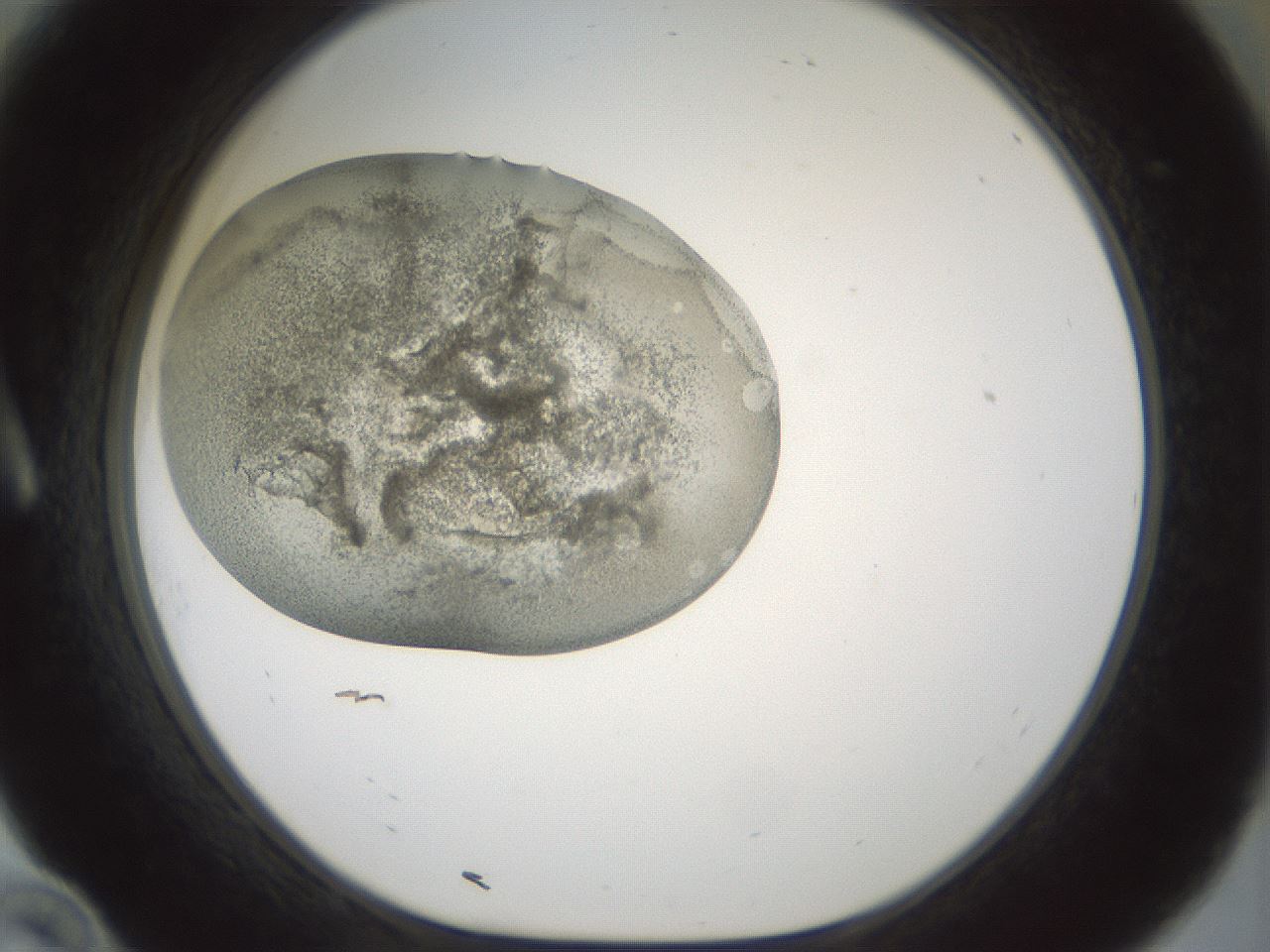 folderID182_plateID1182_batchID3356_wellNum10_profileID1_d1_r64840_ef.jpg