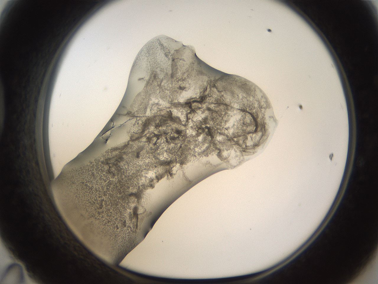 folderID192_plateID1192_batchID3365_wellNum47_profileID1_d1_r65573_ef.jpg