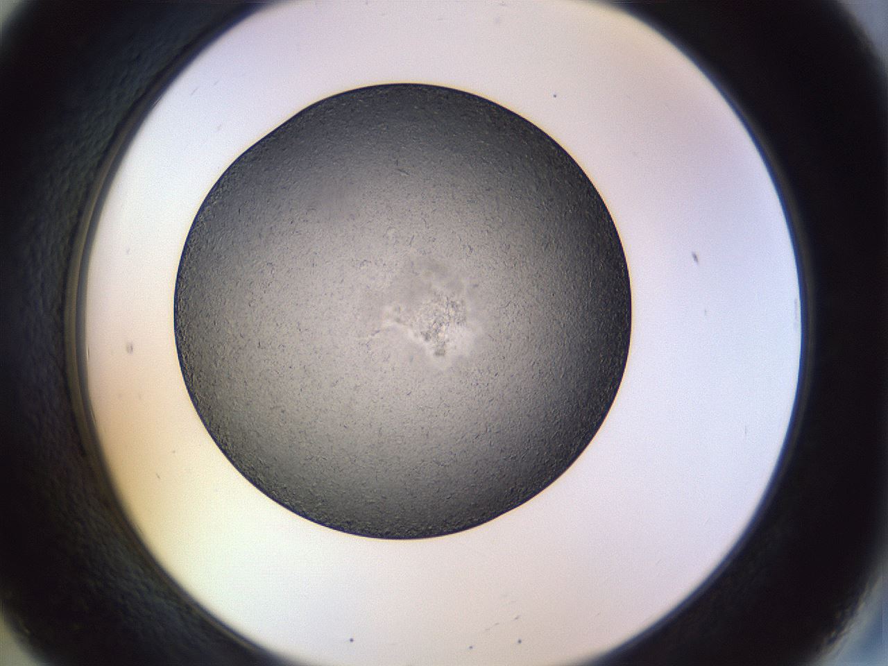 folderID470_plateID1470_batchID5612_wellNum20_profileID1_d2_r93004_ef.jpg